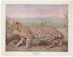 American Ocelot